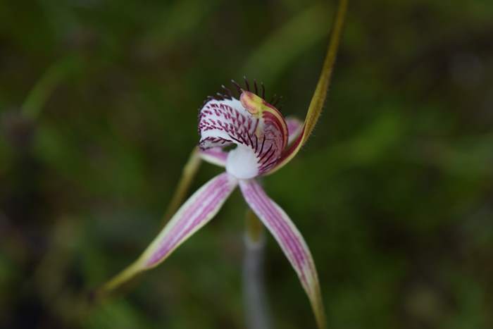 Caladenia - Orchid-spider-0025.JPG